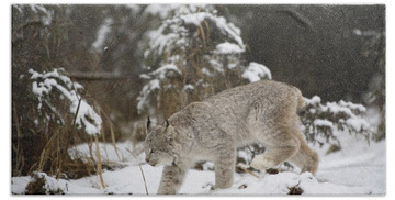 Designs Similar to Lynx In The Snow