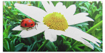 Designs Similar to Daisy Flower and Ladybug #1