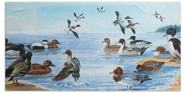 Tufted Duck Beach Towels