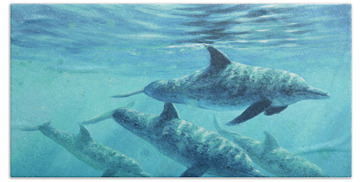 Atlantic Spotted Dolphin Beach Towels
