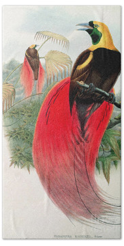 Designs Similar to Bird of Paradise by John Gould