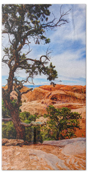 Arches National Park Pine Trees Beach Towels