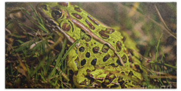 Northern Leopard Frog Beach Towels