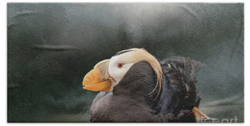 Tufted Puffin Beach Towels