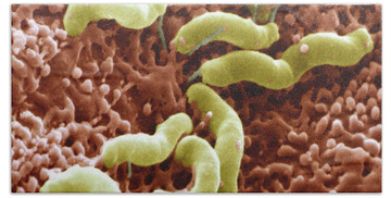 Helicobacter Pylori Bacteria Beach Towels