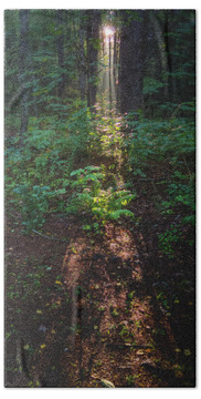 Path In The Woods Beach Towels