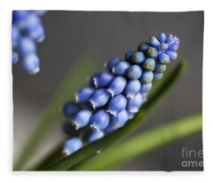 Grape Hyacinth Fleece Blankets