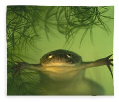 Designs Similar to African Clawed Frog
