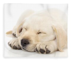 Designs Similar to Puppy sleeping on paws
