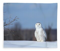 My Favorite Owl Fleece Blankets