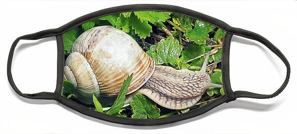 Two Burgundy snails ,Helix pomatia closeup Hand Towel by Arpad Radoczy -  Fine Art America