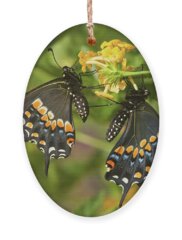 Papilio Polyxenes Holiday Ornaments