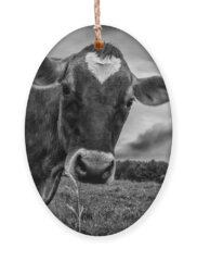 Black And White Cow Holiday Ornaments