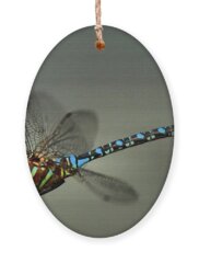 Blue Dasher Dragonfly Holiday Ornaments