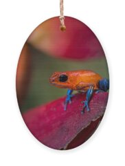 Strawberry Poison Dart Frog Holiday Ornaments