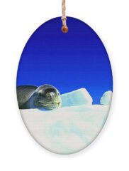 Leopard Seal Holiday Ornaments