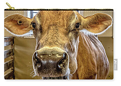 Designs Similar to Close up of a Jersey Dairy Cow