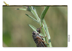 Cicadetta Montana Zip Pouches