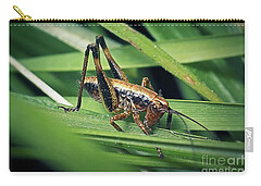 Katydid Carry-All Pouches
