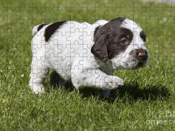 Wire haired pointing griffon dog puzzle, wooden hunting dog puzzle