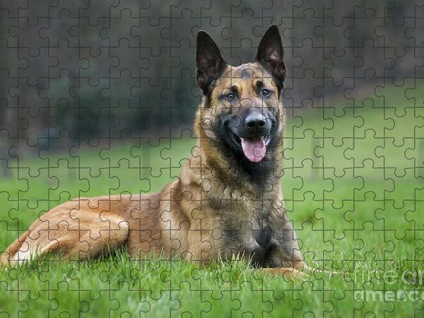 Jigsaw Puzzle of Dog Belgian Malinois - Ardea Wildlife Pets