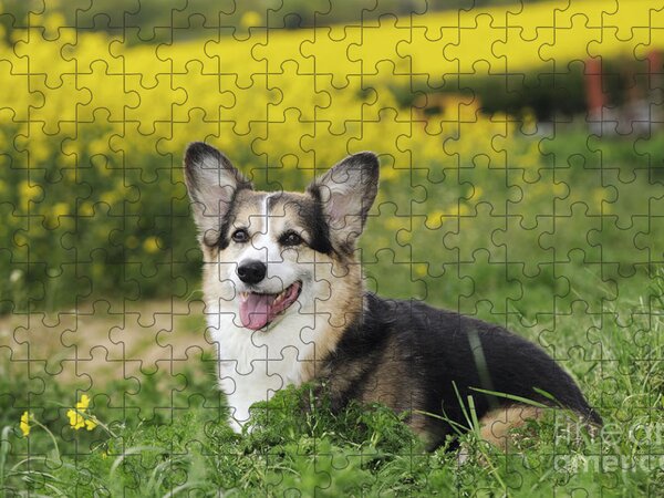 Pembroke Welsh Corgi dog Jigsaw Puzzle for Sale by savousepate