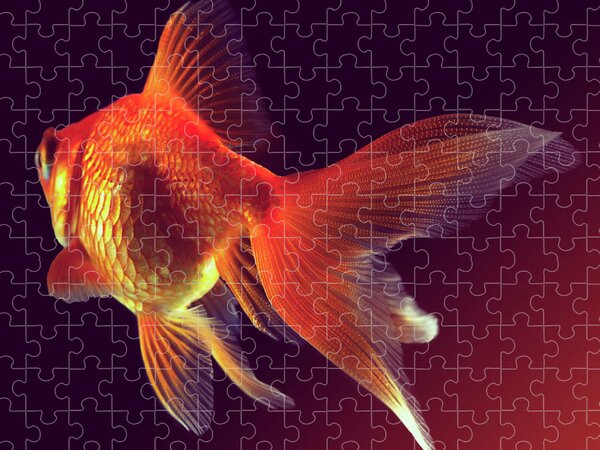 https://render.fineartamerica.com/images/rendered/search/flat/puzzle/images-medium-5/3-goldfish-mark-mawson.jpg?brightness=70&v=6