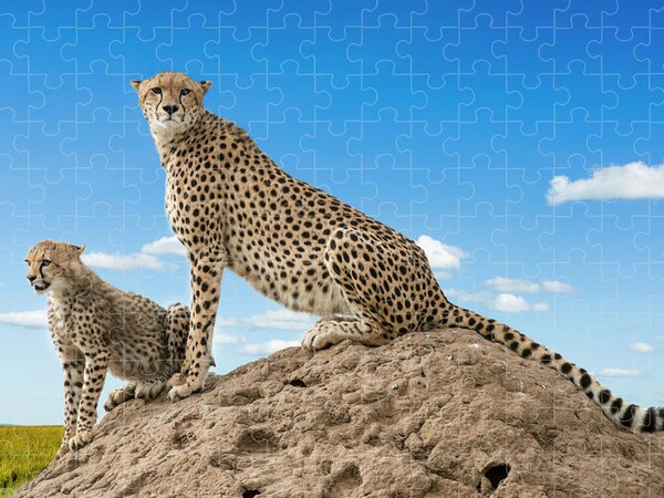 NEW IN BOX Clementoni Jigsaw Puzzle 1000 Piece THE CHEETAHS Cheetah 