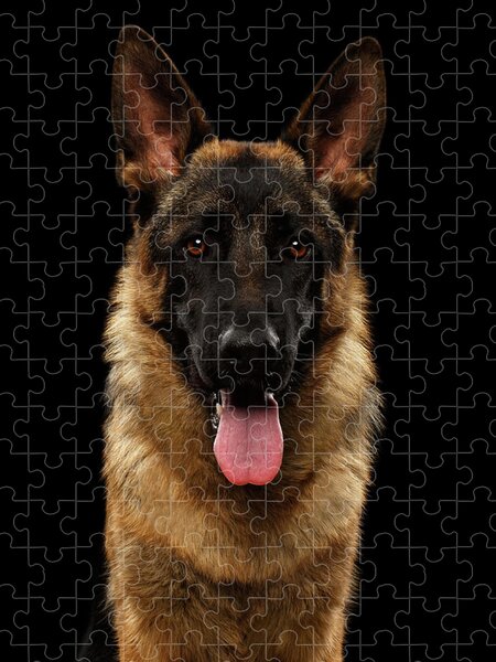 German Shepherd Puppy Close-Up Jigsaw Puzzle by Sandy Keeton