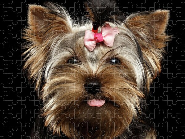 Corgi 4 Jigsaw Puzzle by Chris Butler - Pixels