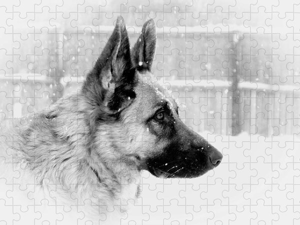 https://render.fineartamerica.com/images/rendered/search/flat/puzzle/images/artworkimages/medium/1/profile-of-a-german-shepherd-angie-mckenzie.jpg?&targetx=-28&targety=0&imagewidth=1057&imageheight=750&modelwidth=1000&modelheight=750&backgroundcolor=ECEEEC&orientation=0&producttype=puzzle-18-24&brightness=710&v=6