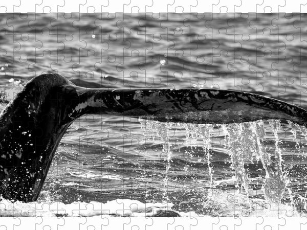 Whale Songs - Sojourn Jigsaw Puzzle by John Poon - Fine Art America