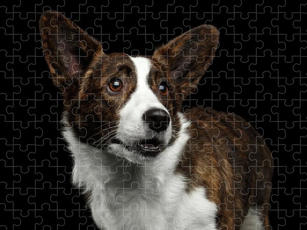 Portrait Of A Fluffy Corgi Jigsaw Puzzle by Holly Hildreth