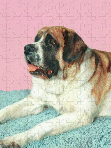  1000 Piece Puzzle Purebred St Bernard Dog Indoor