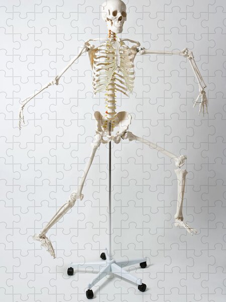 https://render.fineartamerica.com/images/rendered/search/flat/puzzle/images/artworkimages/medium/2/an-anatomical-skeleton-model-running-rachel-de-joode.jpg?brightness=697&v=6