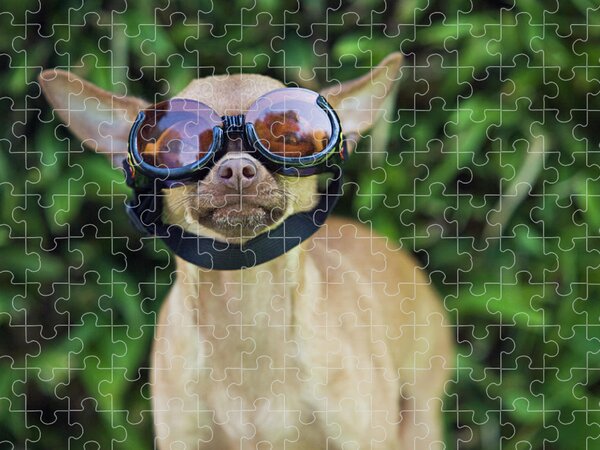 https://render.fineartamerica.com/images/rendered/search/flat/puzzle/images/artworkimages/medium/2/chihuahua-wearing-goggles-brand-x-pictures.jpg?brightness=169&v=6