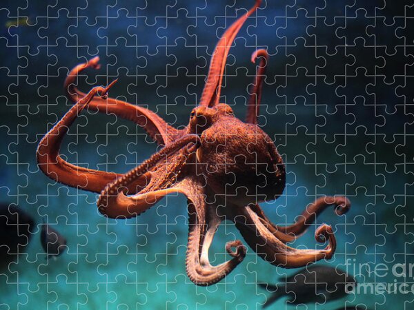 Sea Jigsaw Puzzles