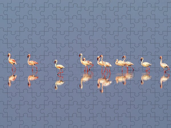 https://render.fineartamerica.com/images/rendered/search/flat/puzzle/images/artworkimages/medium/2/lesser-flamingo-lake-natron-tanzania-ben-cranke.jpg?brightness=402&v=6