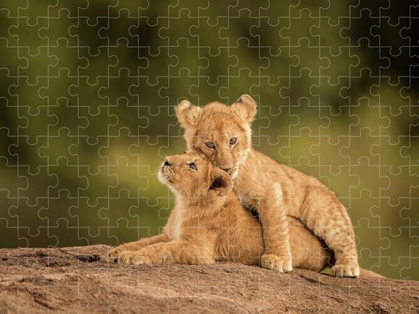 Trefl 6 Piece Baby Fun Kids Infant Unisex Lion Cub Shaped Frame Jigsaw Puzzle 