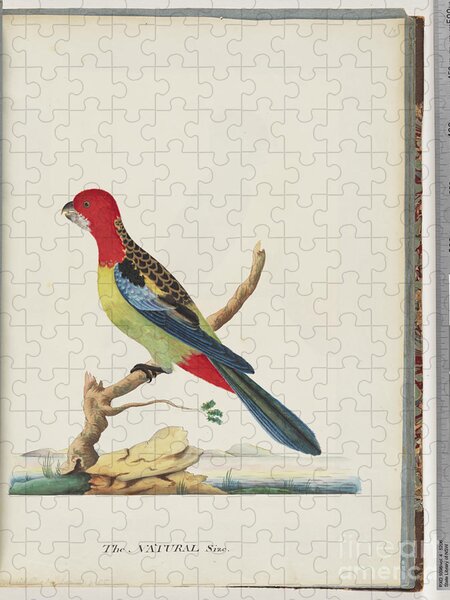 20P Ecoboard Jigsaw Puzzle - Eastern Rosella
