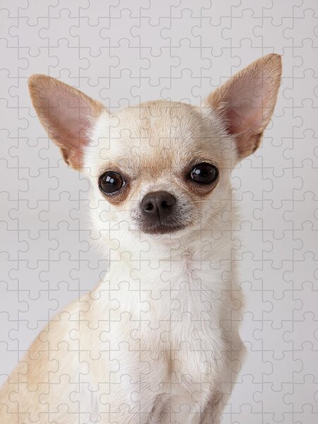 Chihuahua Jigsaw Puzzles for Sale