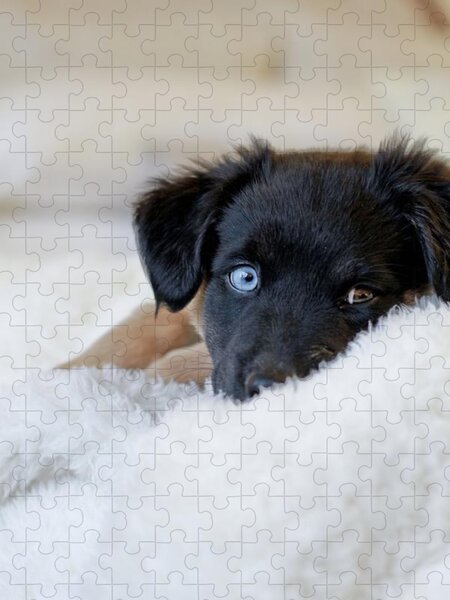 https://render.fineartamerica.com/images/rendered/search/flat/puzzle/images/artworkimages/medium/2/puppy-lying-on-soft-blanket-angela-auclair.jpg?brightness=620&v=6