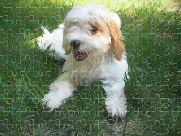 Cavapoo Dog - Jigsaw Puzzle