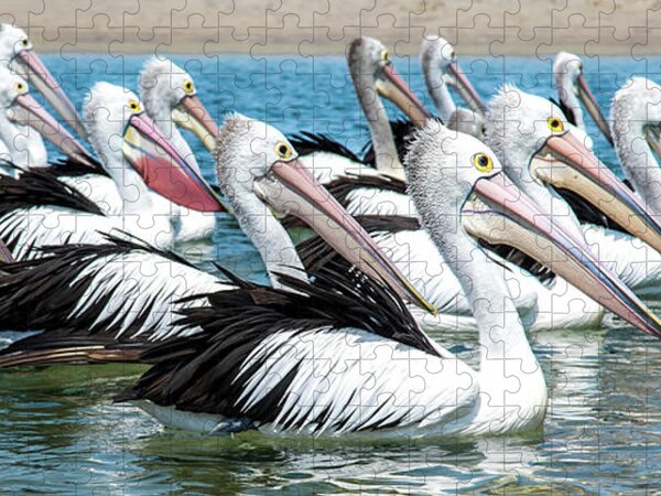 Huntington Beach Pelicans Poster by Steven Michael - Pixels Merch