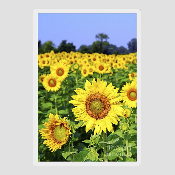 2 x Heart Stickers 7.5 cm Yellow Sunflower Field Flowers  #14605 