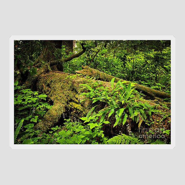 Temperate Rainforest Stickers for Sale - Pixels