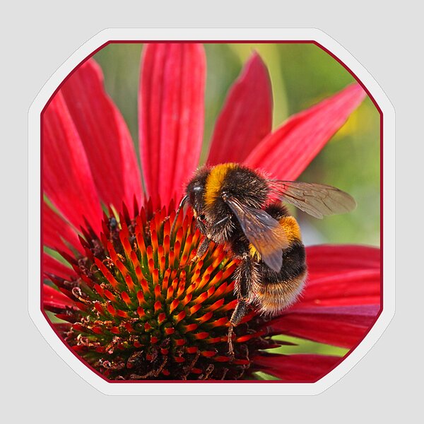 https://render.fineartamerica.com/images/rendered/search/flat/sticker/images/artworkimages/medium/1/taste-of-summer-bee-on-red-coneflower-square-gill-billington-transparent.png?&targetx=0&targety=0&imagewidth=1000&imageheight=1000&modelwidth=1000&modelheight=1000&backgroundcolor=CD1829&stickerbackgroundcolor=transparent&orientation=0&producttype=sticker-3-3&brightness=270&v=8