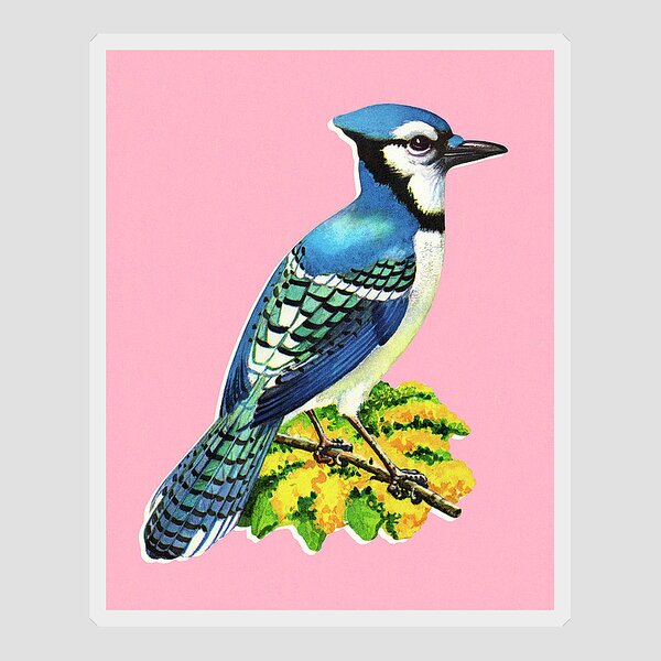 Blue Jay Sticker for Sale by mcm653