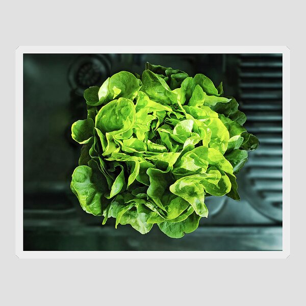 https://render.fineartamerica.com/images/rendered/search/flat/sticker/images/artworkimages/medium/2/fresh-lettuce-in-a-sink-petr-gross.jpg?stickerbackgroundcolor=transparent&v=8