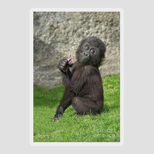Cute Baby Gorilla Shower Curtain for Sale by rawshutterbug
